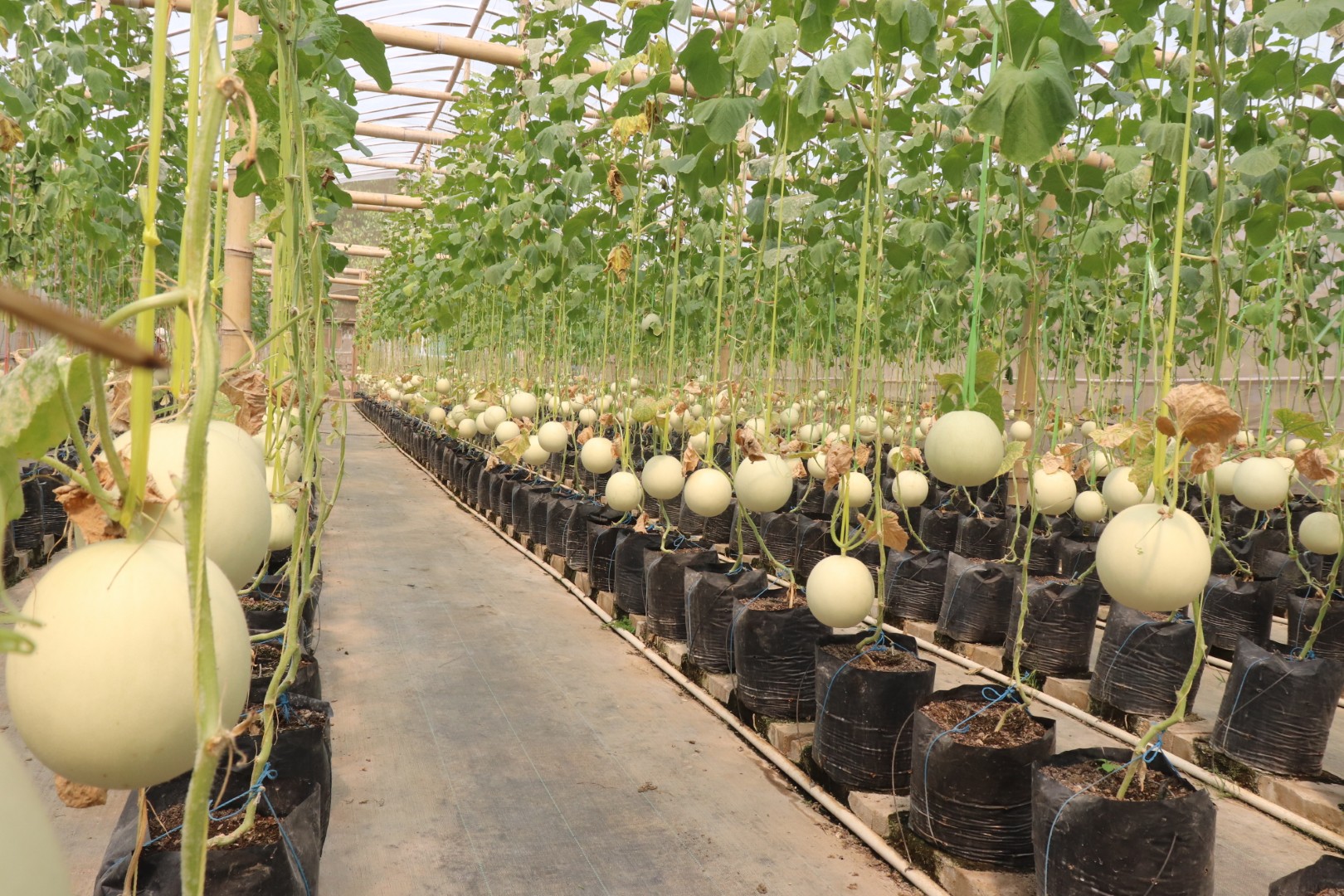 Demaji Melon Garden - Foto Sampul Utama