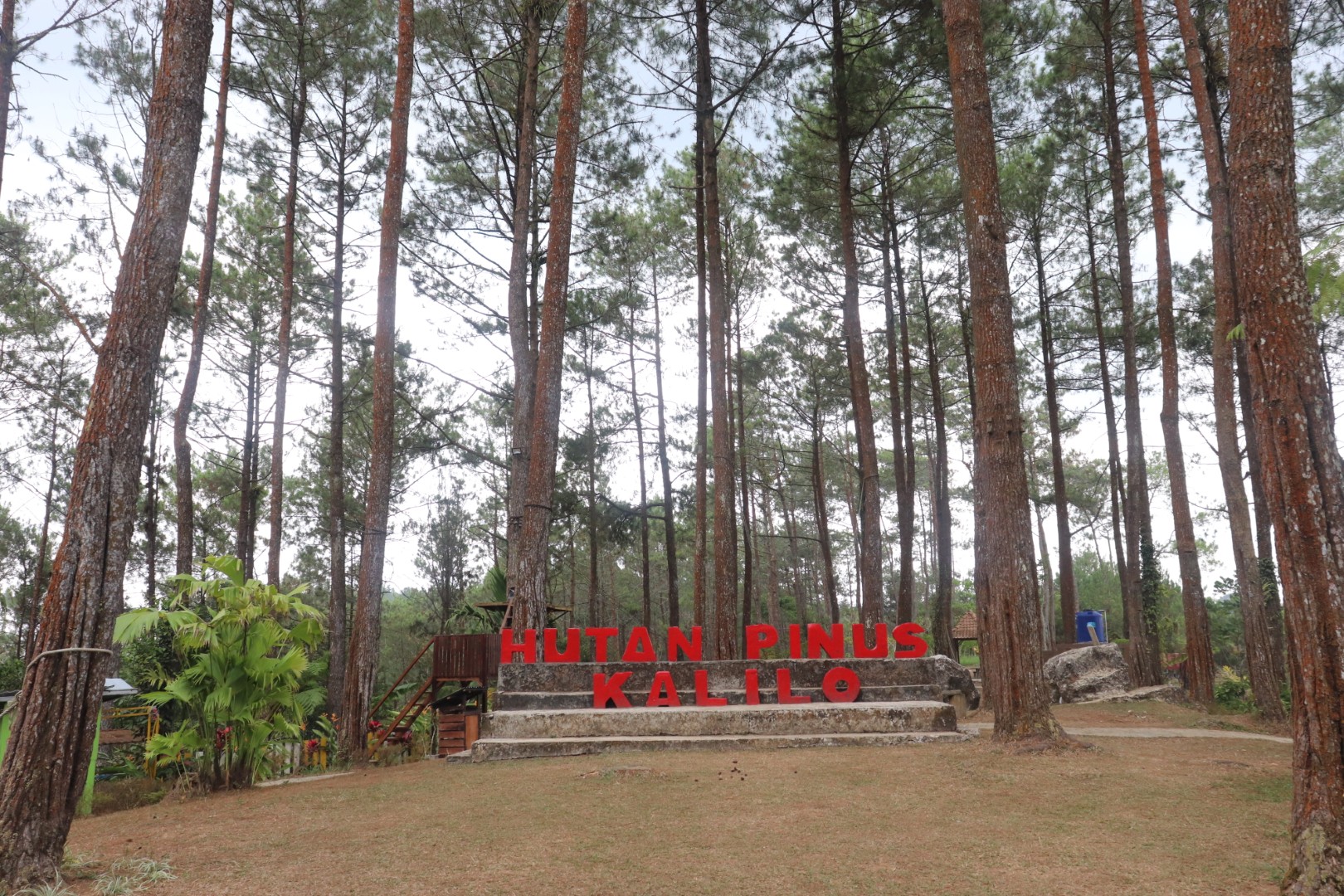 Hutan Pinus Kalilo - Foto Sampul Utama