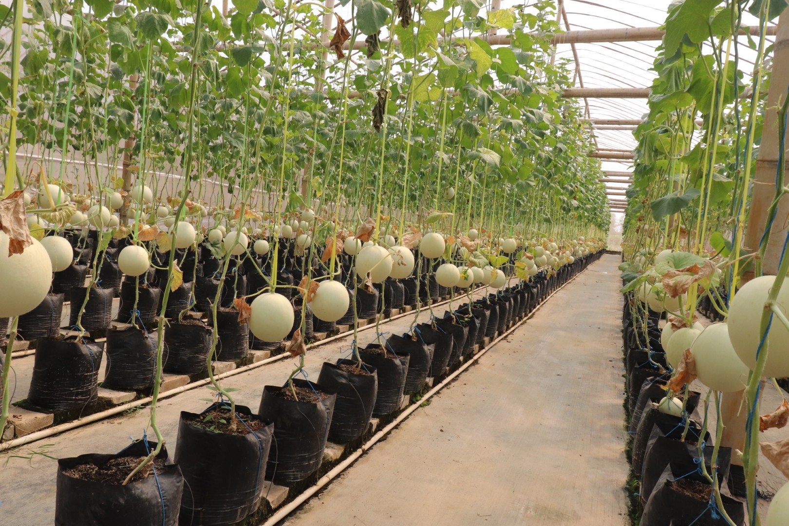 Demaji Melon Garden - Dokumentasi Wisata