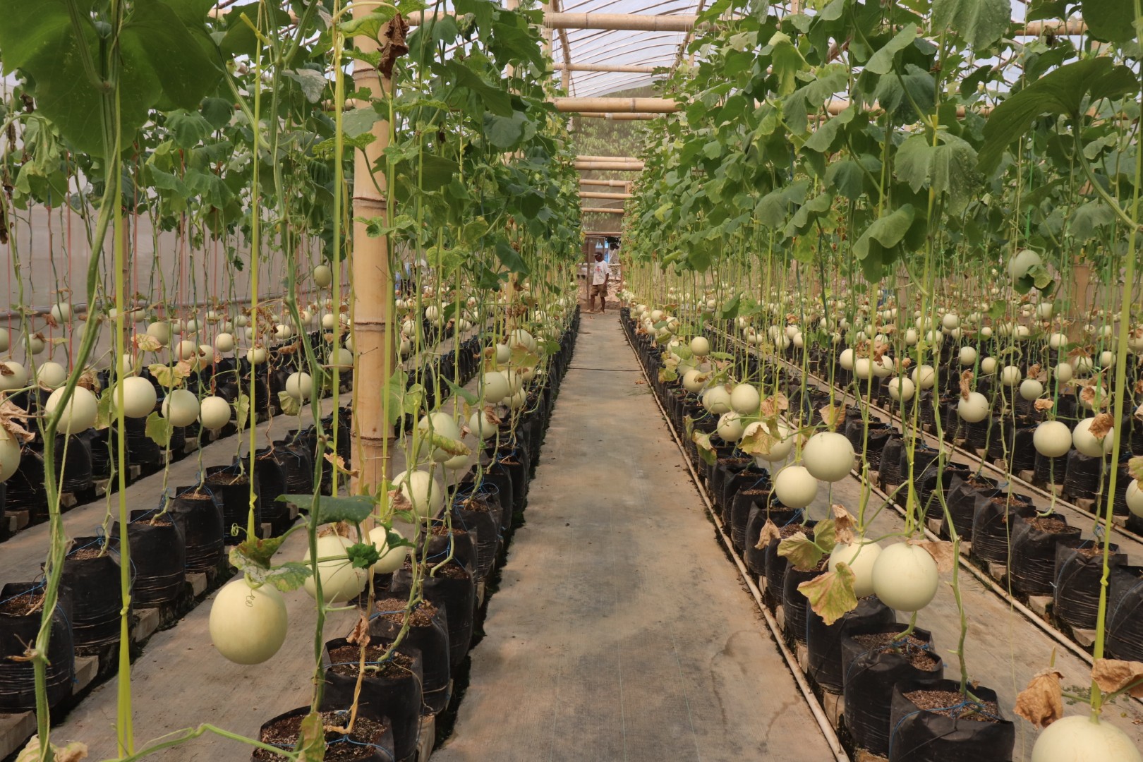 Demaji Melon Garden - Dokumentasi Wisata